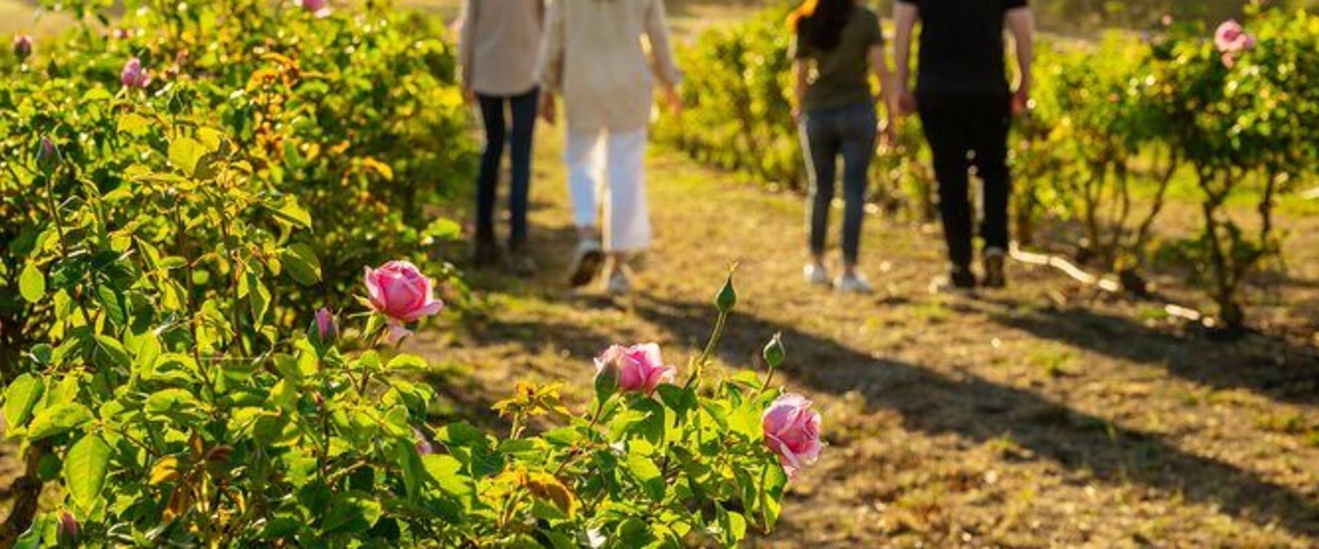 Exploring the Diverse Terrain of Farm Tours: A Journey Through Nature