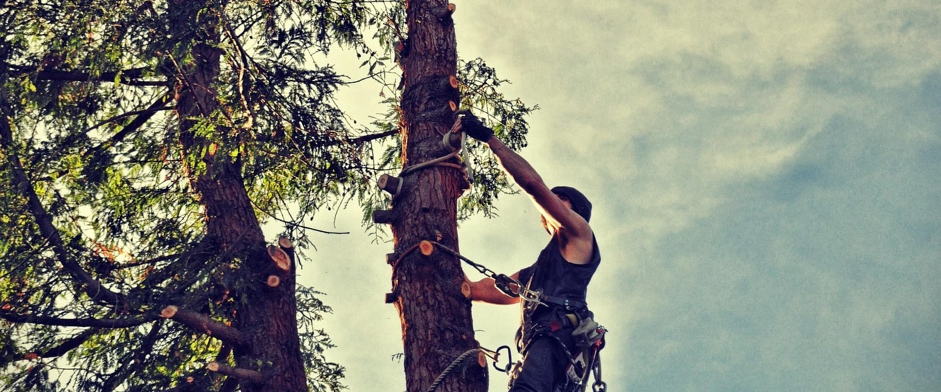 Enhance Portsmouth Farm Tours with Expert Tree Services