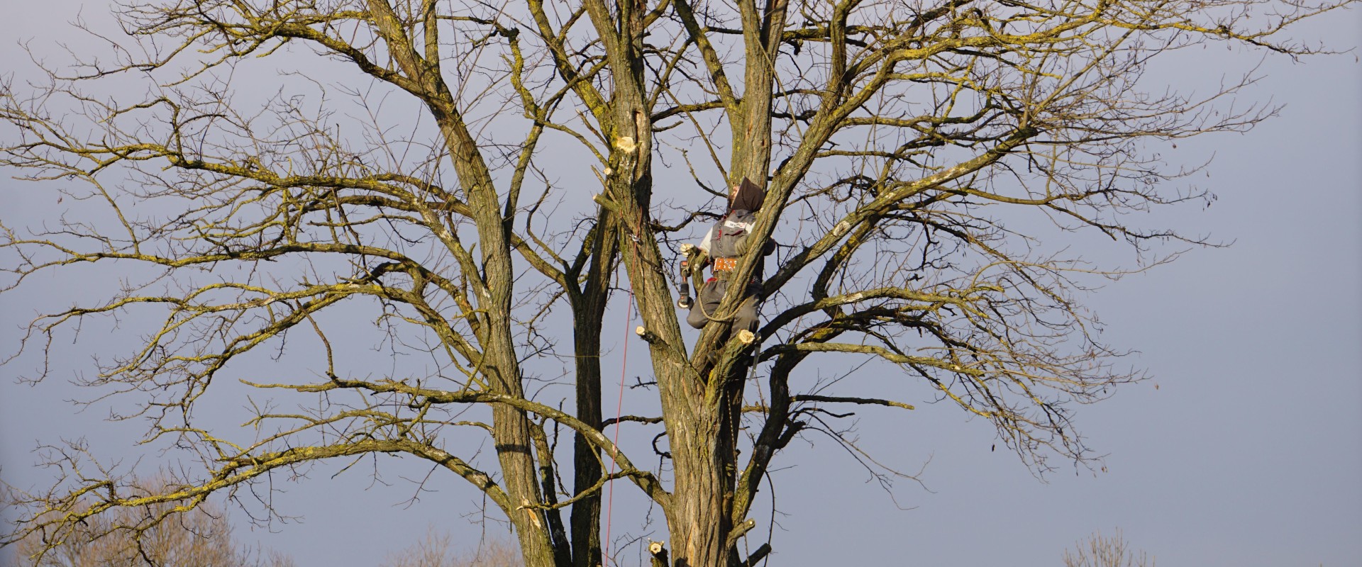 Enhance Farm Tours with Expert Tree Pruning in Cabin