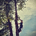 Enhance Portsmouth Farm Tours with Expert Tree Services