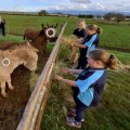 Exploring the Interactive Experiences of Farm Tours