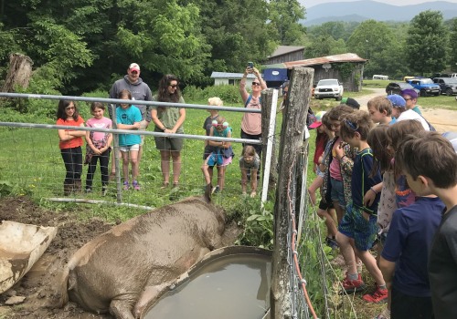 Exploring Discounts for Large Groups and School Field Trips on Farm Tours